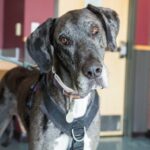 Zane The Dane