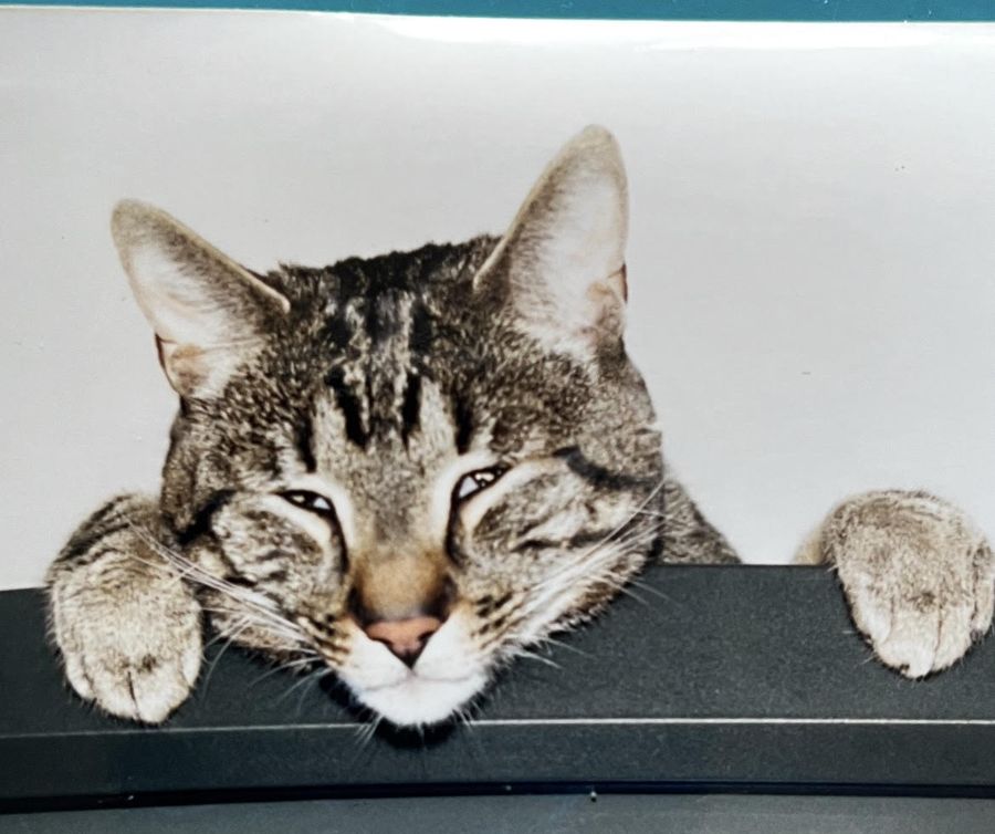 Lestat the tabby cat resting his chin with both paws on a ledge